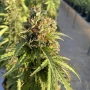 Семена конопли Auto CBD-Victory® от Dutch Passion